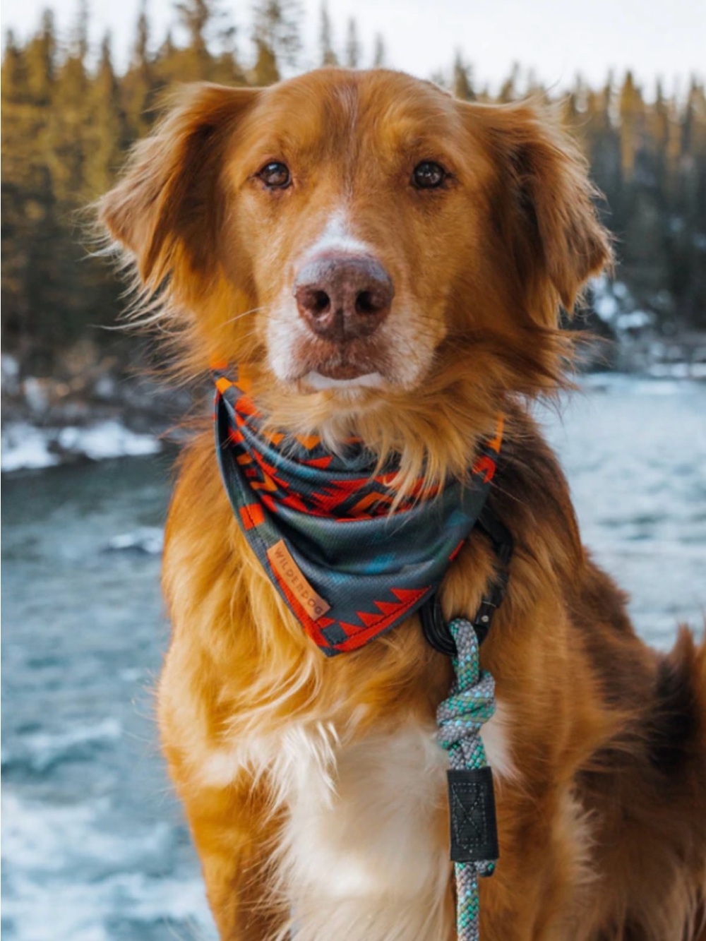 Brand New! Wilderdog Cooling Dog Bandana - Navy